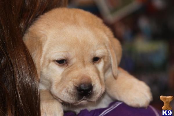 Labrador Retriever Puppies